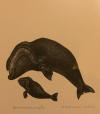 DeArmond print Bowhead Whale and Calf